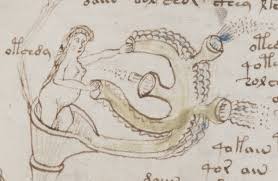 Manuscrit de Voynich Unknown-1