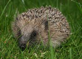 image002 1